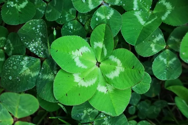 六叶草的寓意,寓意希望、幸福等