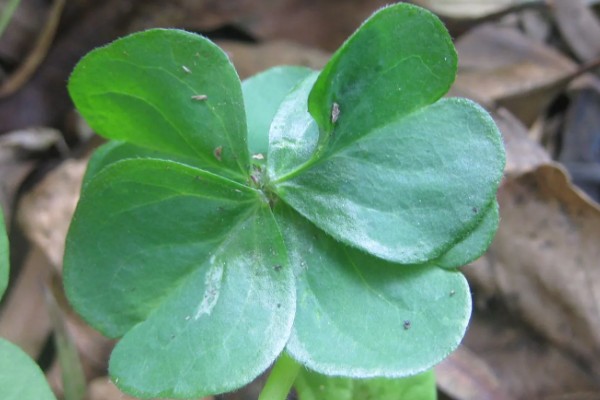 六叶草的寓意,寓意希望、幸福等