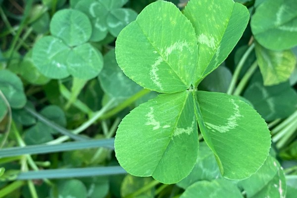 六叶草的寓意,寓意希望、幸福等