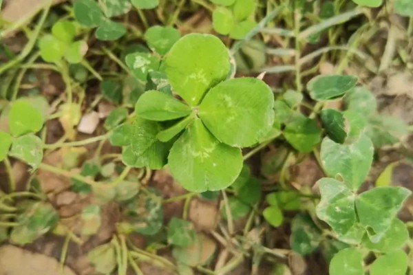 六叶草的寓意,寓意希望、幸福等