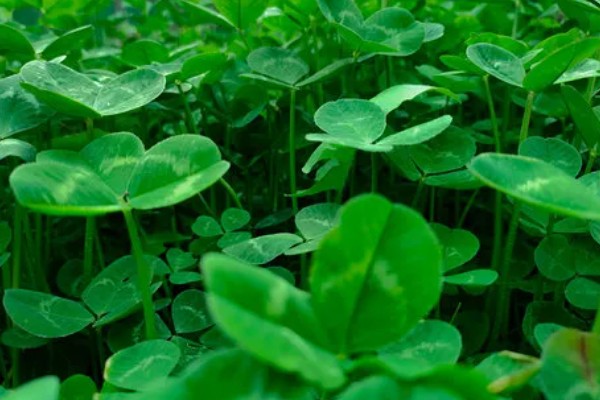 六叶草的寓意,寓意希望、幸福等