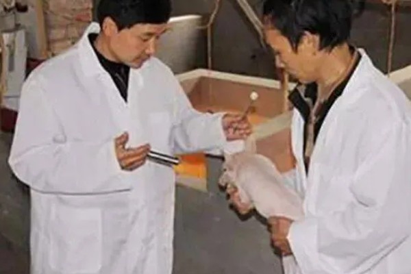 仔猪补铁应该注射哪个位置,一般是颈部和大腿内侧