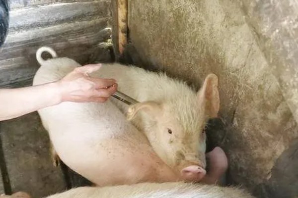 仔猪补铁应该注射哪个位置,一般是颈部和大腿内侧