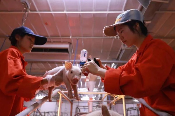 仔猪补铁应该注射哪个位置,一般是颈部和大腿内侧