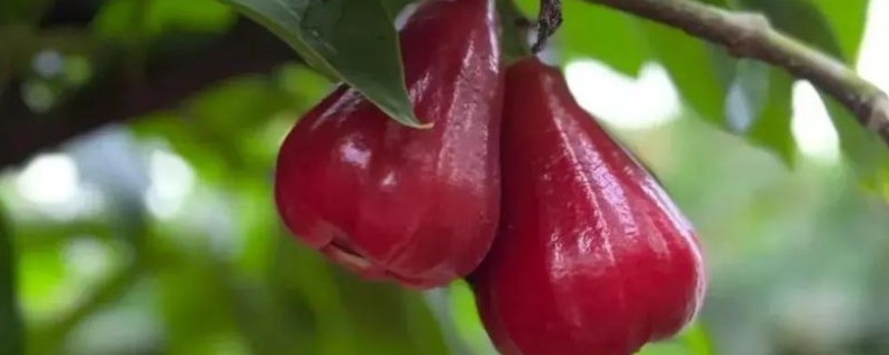 莲雾怎么繁殖，以播种、扦插、空中压条为主