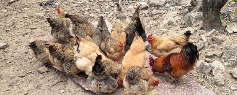 鸡的寿命,家养鸡一般能活3-5年左右
