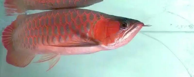 龙鱼蒙眼的病因，是水质不良所致