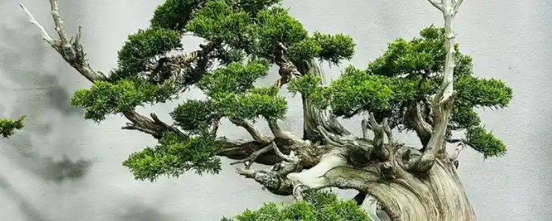 区分真柏的方法，真柏的叶片在茎干上交叉生长