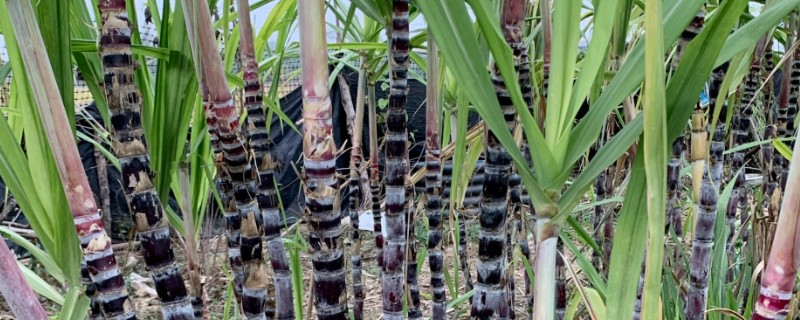 甘蔗什么时候种植,1-3月份、8-9月份是适宜时间