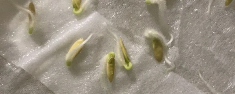 黄瓜的催芽方法，种子浸入温水浸泡催芽