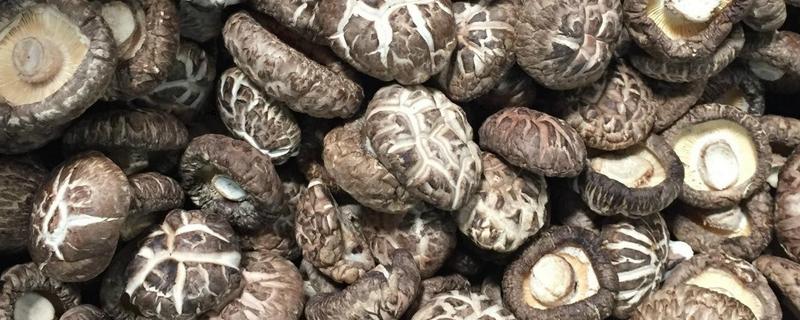 花菇怎么催蕾，要保持一定的昼夜温差