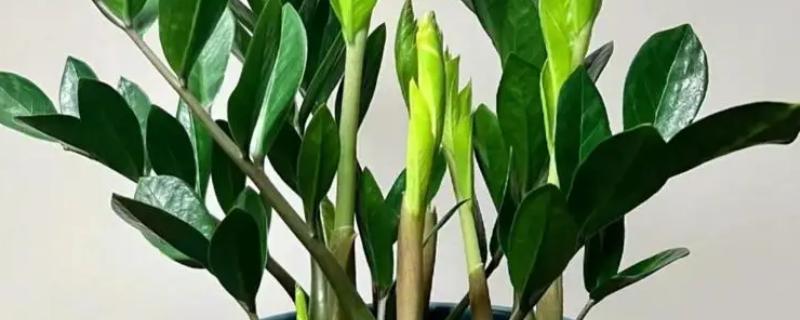 金钱树有没有毒，金钱树有毒