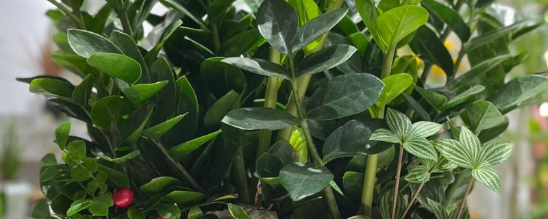 金钱树怎么养殖，选择微酸性的土壤种植