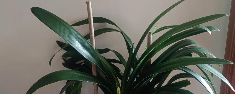 君子兰夹箭怎么处理，可进行遮光养护