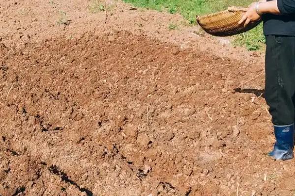 芥菜什么时候种植，间苗后要追施粪肥水