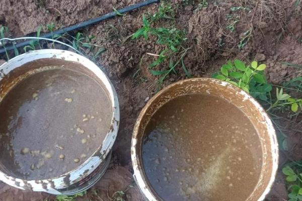 芥菜什么时候种植，间苗后要追施粪肥水