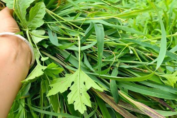 芥菜什么时候种植，间苗后要追施粪肥水