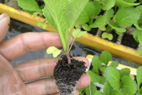 芥菜什么时候种植，间苗后要追施粪肥水