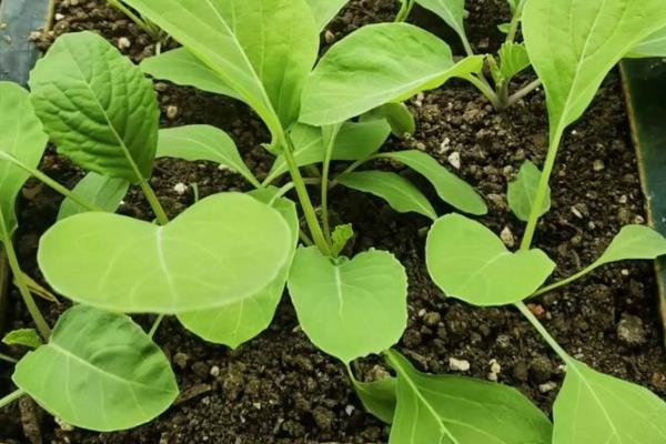 芥菜什么时候种植，间苗后要追施粪肥水