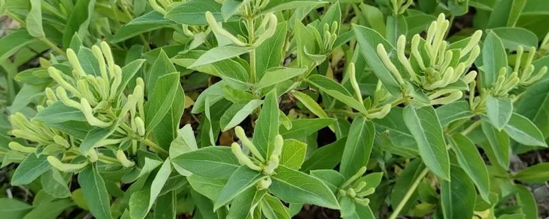 金银花采摘要选择开花的吗,应选择不开花的