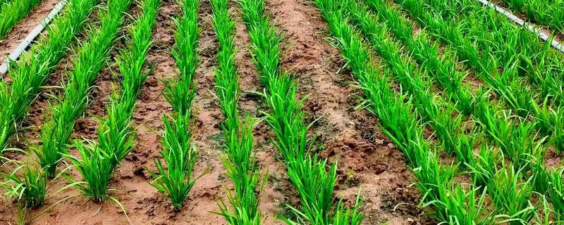 夏季高温期的韭菜管理要点，需停止收割