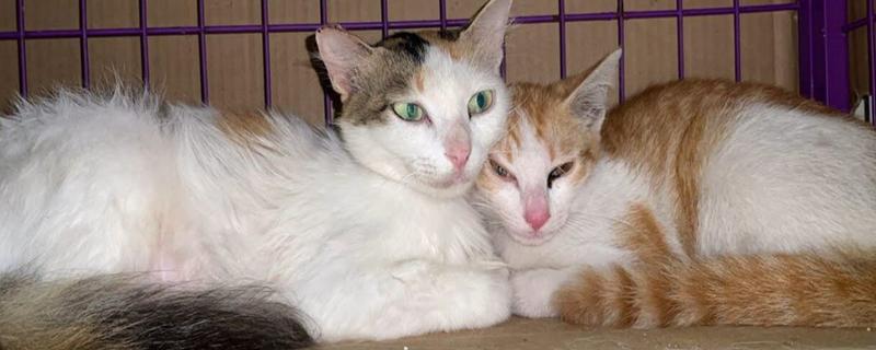 猫为何会异常出血，常见血小板异常、血管疾病等因素