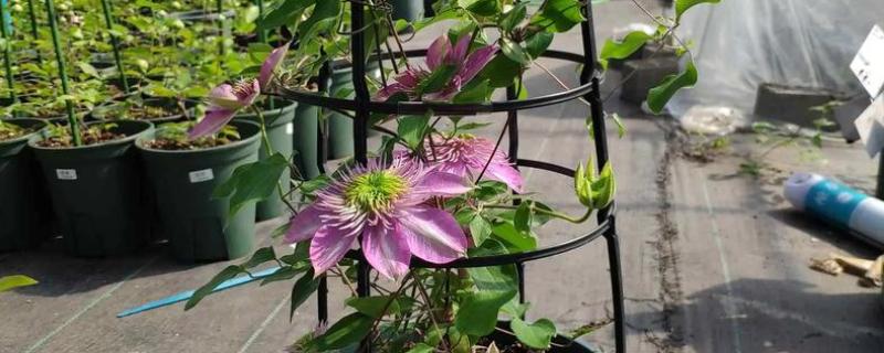 铁线莲怎么养殖,生长期每隔半个月追肥一次