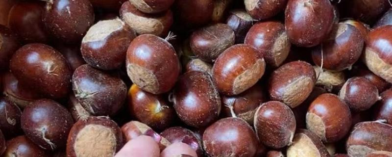 北方板栗品种，有燕山早丰、燕山板栗等