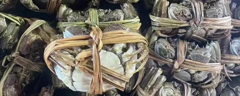 大闸蟹的价格，2两的母蟹批发价为26元一斤