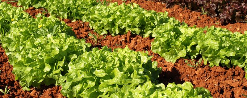 生菜如何种植，生长期间喜欢冷凉气候