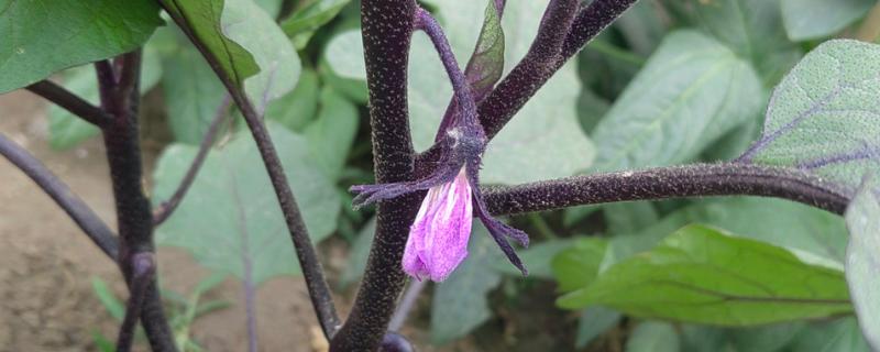 茄子开花到成熟需要多久，要20-30天左右