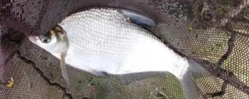 哪种鱼又薄又扁，常见鳊鱼、鲳鱼等品种