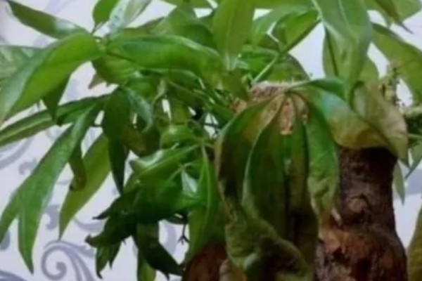 发财树卷叶的原因,强光暴晒、浇水过多都会引起