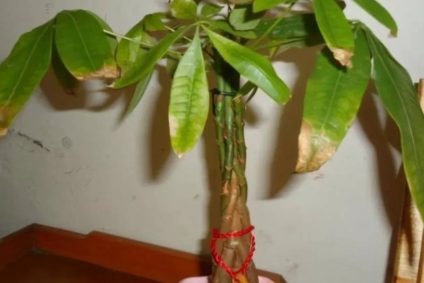 发财树卷叶的原因,强光暴晒、浇水过多都会引起