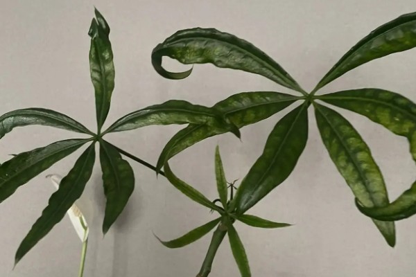 发财树卷叶的原因,强光暴晒、浇水过多都会引起