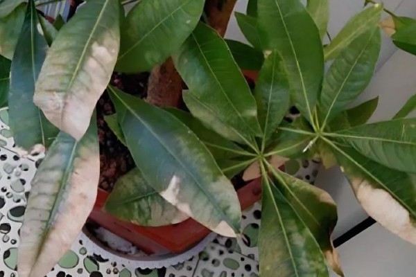 发财树卷叶的原因,强光暴晒、浇水过多都会引起