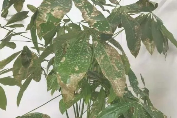 发财树卷叶的原因,强光暴晒、浇水过多都会引起