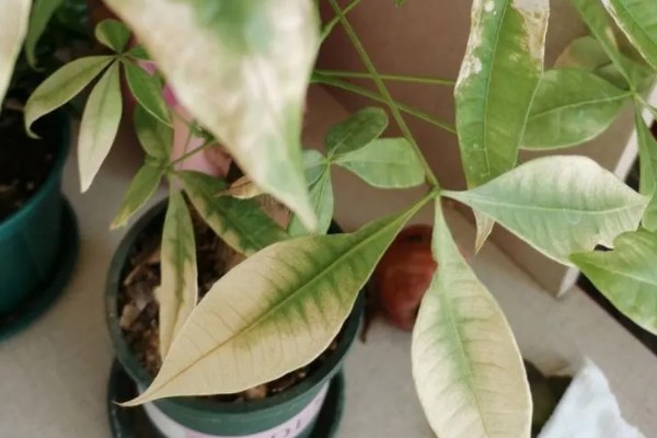 发财树卷叶的原因,强光暴晒、浇水过多都会引起