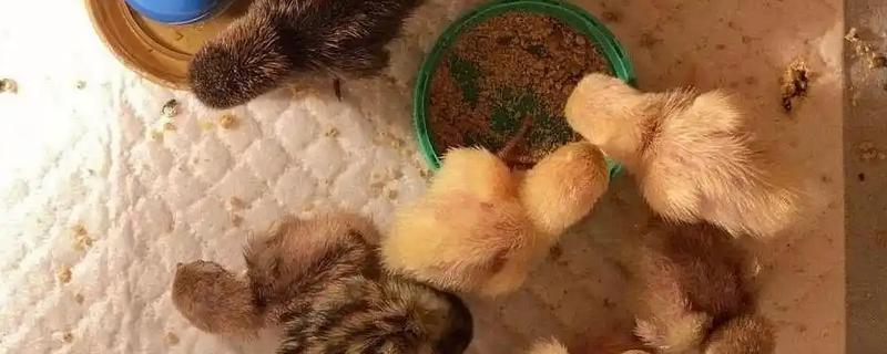 芦丁鸡什么时候啄壳,孵化第21-23天开始啄壳