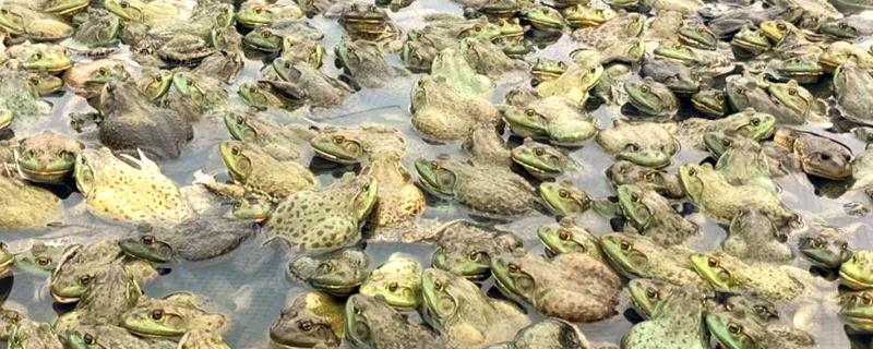 牛蛙最大可以长多大，体长最大可在200mm以上