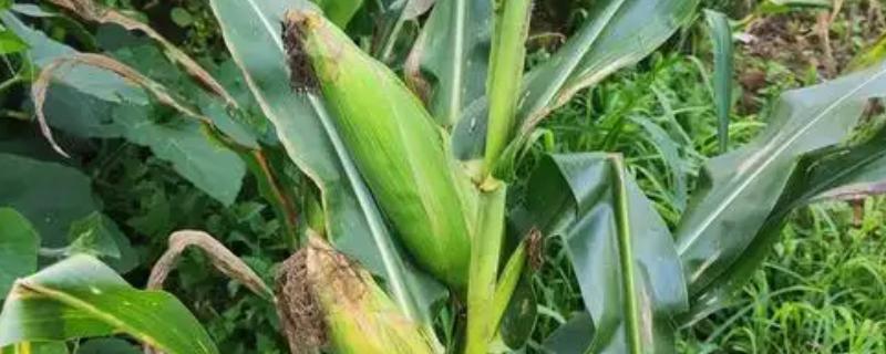 玉米的促熟方法，把苞叶剥开可让籽粒提前成熟