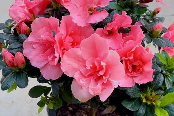 过年能不能在家里养杜鹃花,深红色的杜鹃花代表喜庆