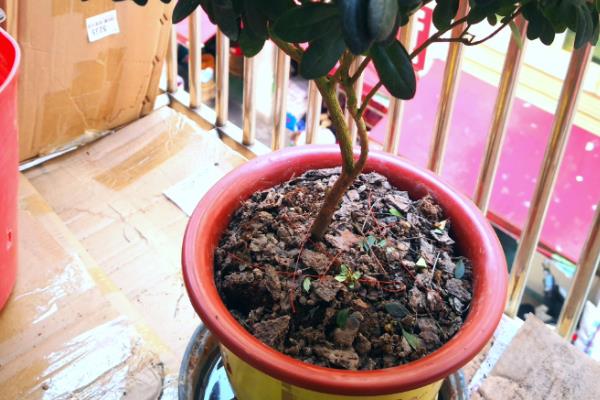 过年能不能在家里养杜鹃花,深红色的杜鹃花代表喜庆