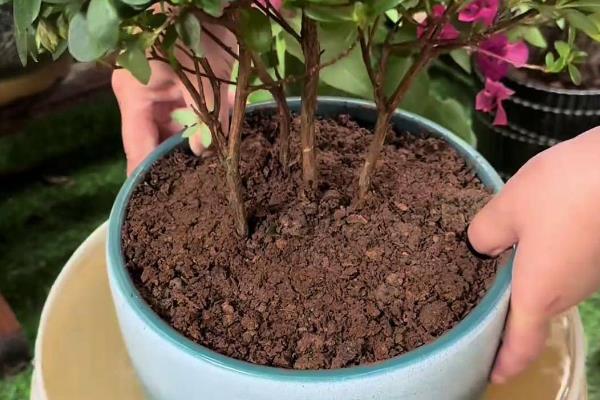 过年能不能在家里养杜鹃花,深红色的杜鹃花代表喜庆