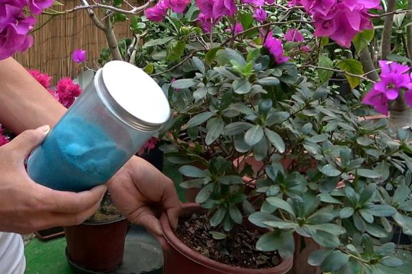 过年能不能在家里养杜鹃花,深红色的杜鹃花代表喜庆