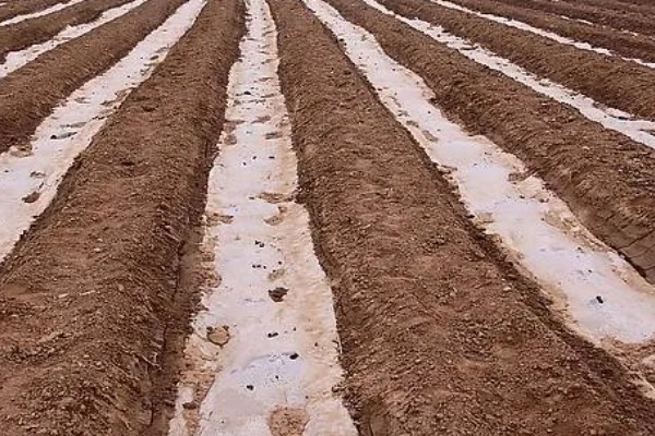 薄荷怎么种植，选择生长健壮的作为母株繁殖