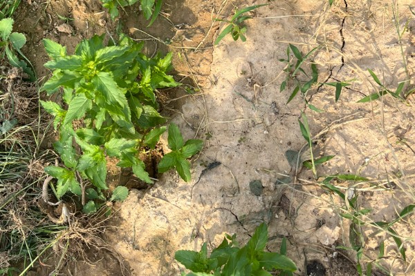 薄荷怎么种植，选择生长健壮的作为母株繁殖