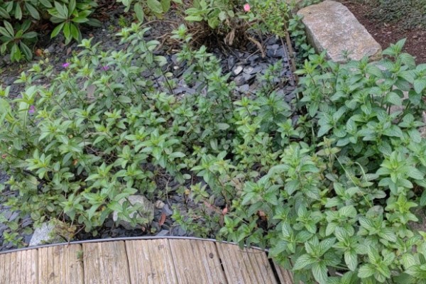 薄荷怎么种植，选择生长健壮的作为母株繁殖