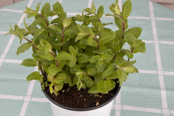 薄荷怎么种植，选择生长健壮的作为母株繁殖