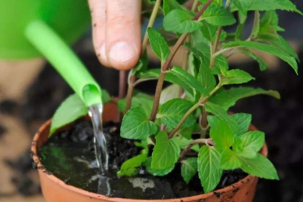 薄荷怎么种植，选择生长健壮的作为母株繁殖